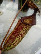 Nepenthes sibuyanensis x mixta 6